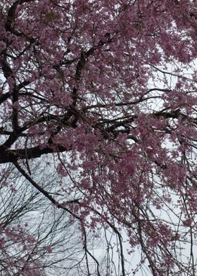 Pink Cherry Blossom Tree