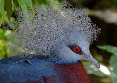 Close-up of a Victoria Crowned Pigeon