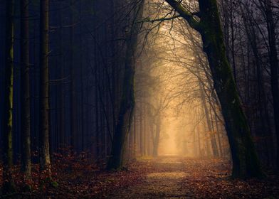 Misty Forest Path