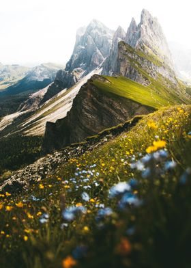 Mountain Meadow Flowers