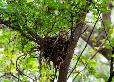 Bird in Nest