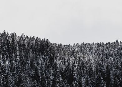 Snowy pine trees