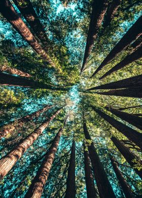 Tall Trees Canopy