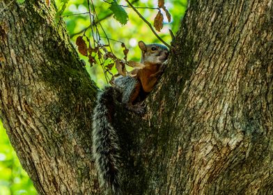 Squirrel in Tree