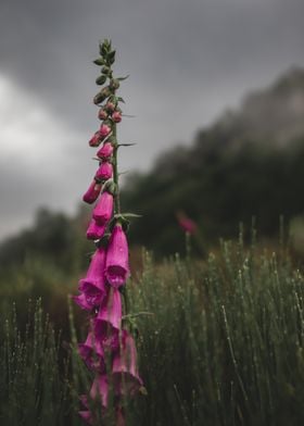 Pink Flower