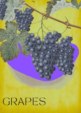 Vintage Grapes Illustration