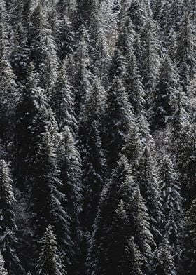 Snowy Forest