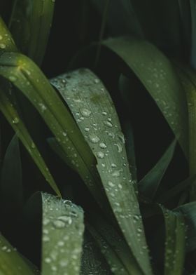 Green leaves and rain droplets