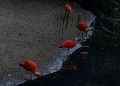 Scarlet Ibis by the Water