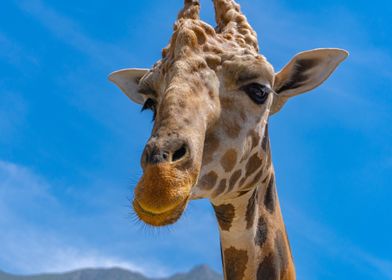 Giraffe Close-Up