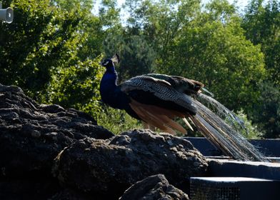 Peacock on Rocks