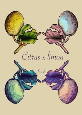 Citrus x Limon Illustration 