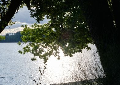 Sunlit Lake Through Trees