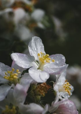 Delicate Apple Blossoms