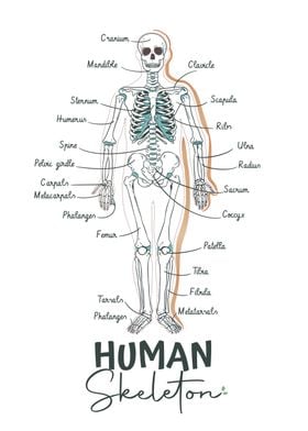 Human Skeleton Diagram