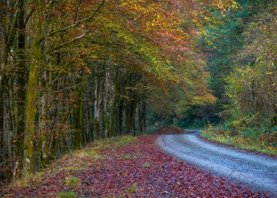 Autumn Forest Path