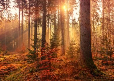 Sunbeams in the Forest