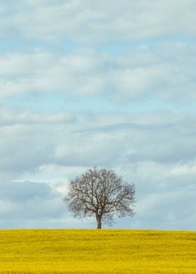 Lonely tree