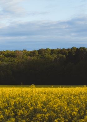 Rapeseed field