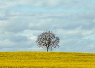 Lone Tree in a field