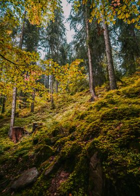 Autumn Forest Path