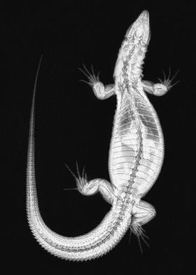 Monitor Lizard X-Ray