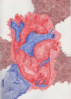 Anatomical Heart Drawing