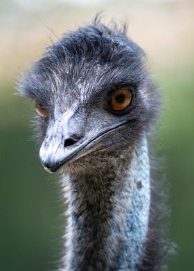 Emu Close-Up