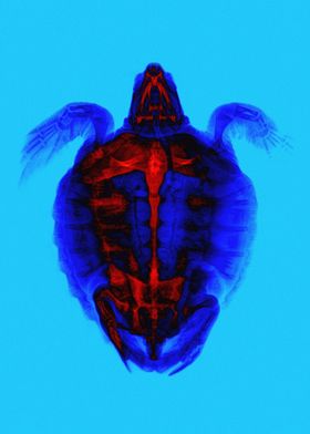 Sea Turtle X-Ray Color