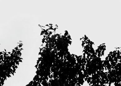 Bird Silhouette in Tree