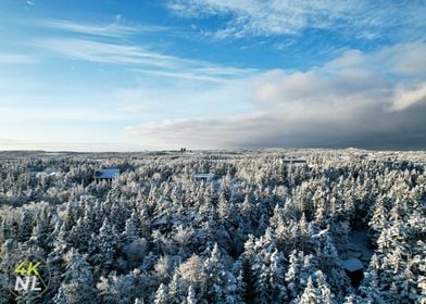 Snowy Forest