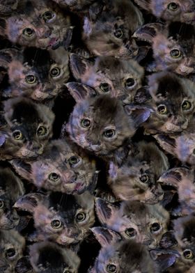 Cat Faces Pattern