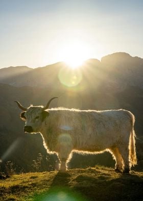 Highland Cow Sunset