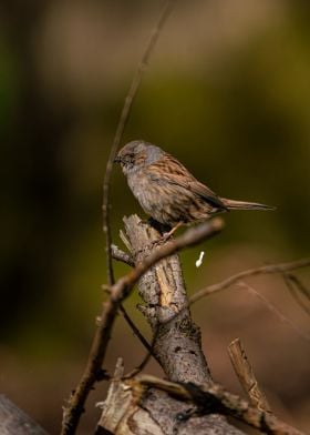 Brown Bird on Branch loosing something