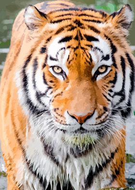 Tiger Close-Up