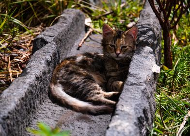 Tabby Cat Resting in Stone Trough