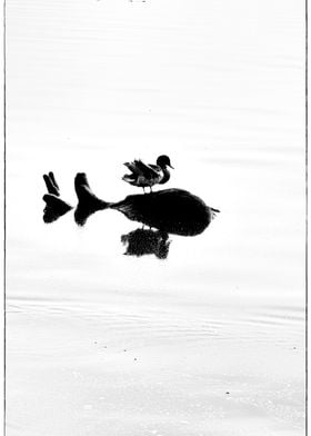 Duck on a Log Reflection