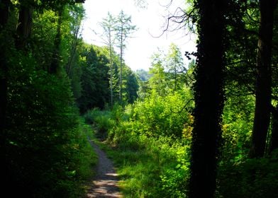 Forest Path