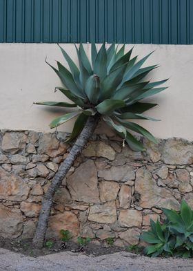 Agave Plant Against Stone Wall