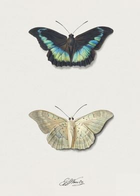 Two Butterfly Illustrations