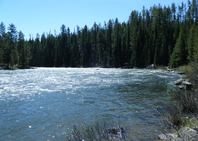 River in Forest