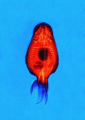 Ranchu Goldfish X-ray