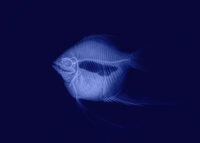 Angelfish X-ray