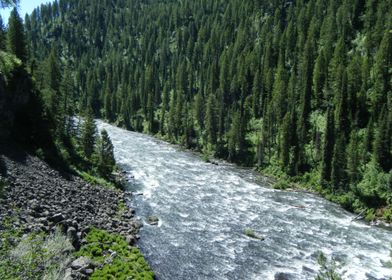 River Flowing Through Forest