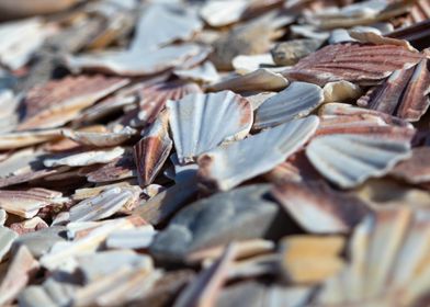 Broken seashells on the Beach