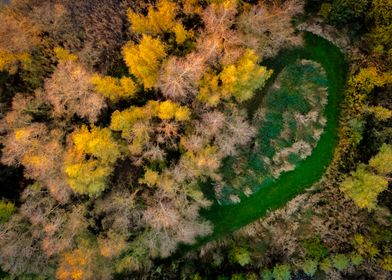 Aerial View of Autumn Forest