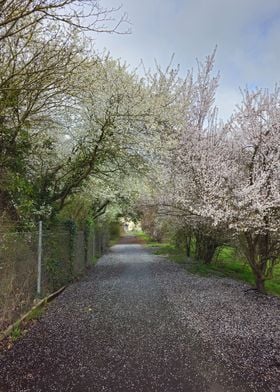 Cherry Blossom Path