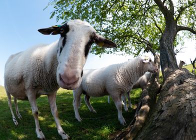 Curious Sheep in Meadow