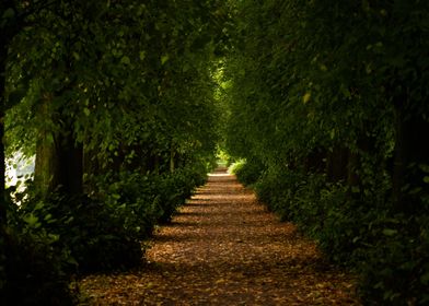 Path Through Trees