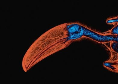 Toucan Skull X-Ray